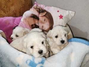 Bichon maltez! Cautam o noua familie - imagine 2