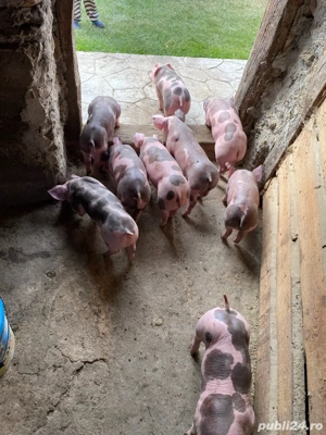 Purcei pietrain de vanzare