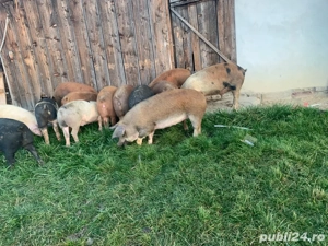 Porci pentru masa de crăciun - imagine 3