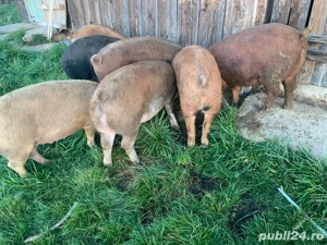 Porci pentru masa de crăciun - imagine 2