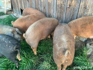 Porci pentru masa de crăciun - imagine 4