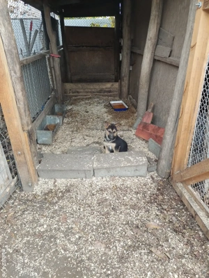 Ciobanescul german , prieten devotat si paznic de nădejde - imagine 5 Ciobanescul german , prieten devotat si paznic de nădejde - imagine 5