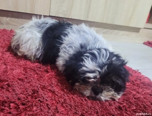 Vand catelusa Shih tzu