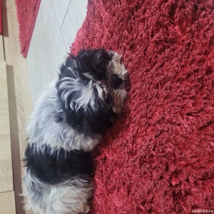 Vand catelusa Shih tzu - imagine 2