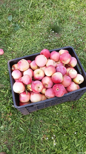 vinzare mere engross pt consum