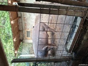 porc durok de vanzare - imagine 2