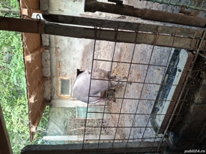 porc durok de vanzare