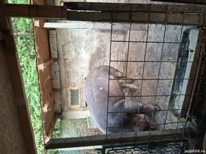 porc durok de vanzare - imagine 3