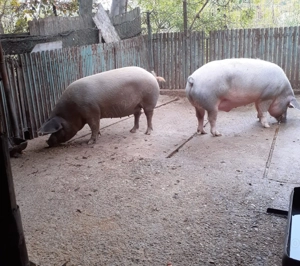 Porci de vânzare  - imagine 3