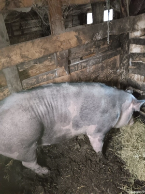Vând porc rasa Pietran 