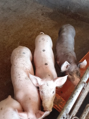 Șoldanei rasa de carne  - imagine 2