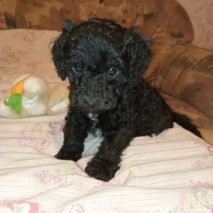 catelusi pudel - caniche - imagine 3