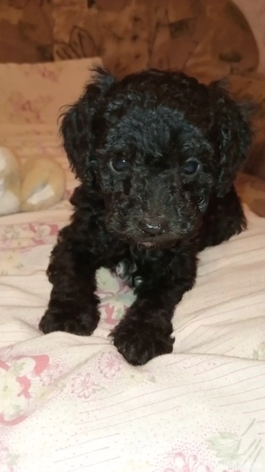 catelusi pudel - caniche - imagine 2