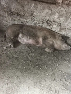 Vând porc de carne, are 200 - 230 kg