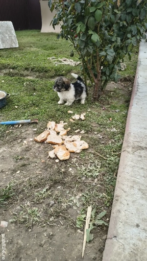 vand căței bichoni  - imagine 4 vand căței bichoni  - imagine 4