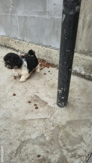 vand căței bichoni  - imagine 2 vand căței bichoni  - imagine 2