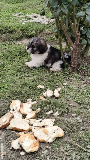 vand căței bichoni  - imagine 3 vand căței bichoni  - imagine 3