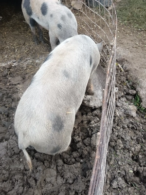 Porc 120 kg. 13 lei kg