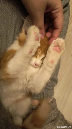 Donez pisicuta  - imagine 4