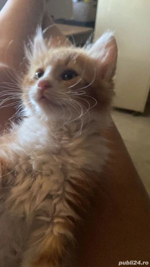 Donez pisicuta  - imagine 5