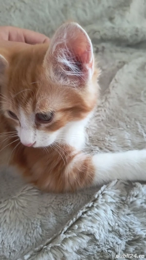 Donez pisicuta  - imagine 3