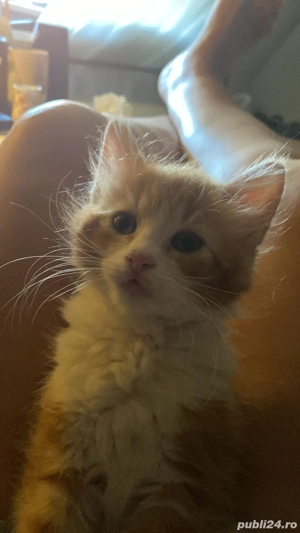 Donez pisicuta  - imagine 2