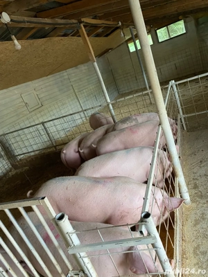 PORCI de carne!!!  - imagine 2