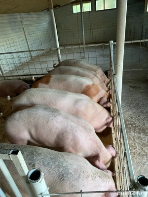 de vanzare porci  - imagine 2