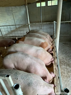 de vanzare porci de carne!! - imagine 4