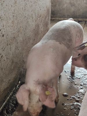 Vand 3 porci frumosi