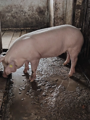 Vand 3 porci frumosi - imagine 2