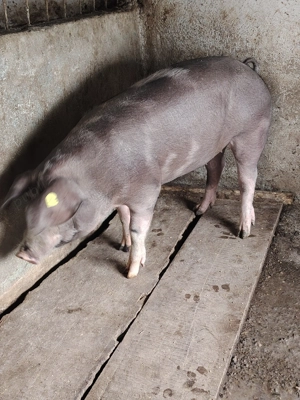 Vand 3 porci frumosi - imagine 3