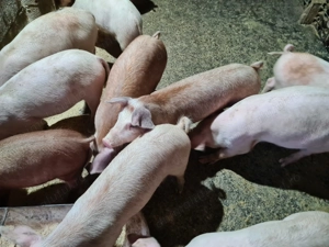 Grasunasi mâncăcios soi bun