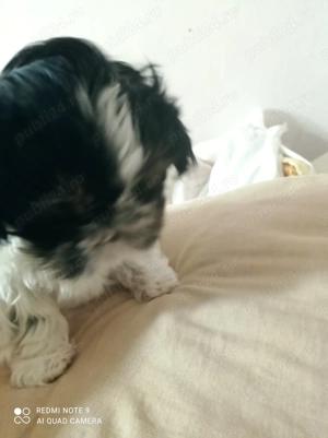 Shih-tzu , cadouri cu suflet!!!!