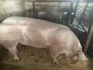 Vând vier pietrean belgian 