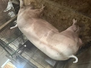 Vând vier pietrean belgian  - imagine 2 Vând vier pietrean belgian  - imagine 2