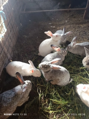 Vănd iepuri foarte frumoși - imagine 2 Vănd iepuri foarte frumoși - imagine 2