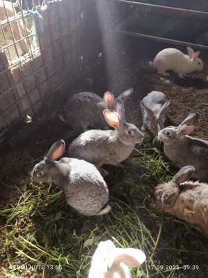 Vănd iepuri foarte frumoși