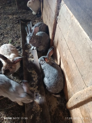 Vănd iepuri foarte frumoși - imagine 4