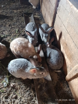 Vănd iepuri foarte frumoși - imagine 3 Vănd iepuri foarte frumoși - imagine 3