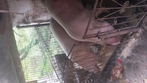 Vând porci pentru sacrificat - imagine 4