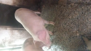 Vând porci pentru sacrificat - imagine 2