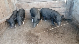 Purcei Vietnamezi - imagine 2