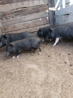 Purcei Vietnamezi - imagine 4