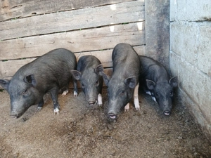 Purcei Vietnamezi - imagine 3