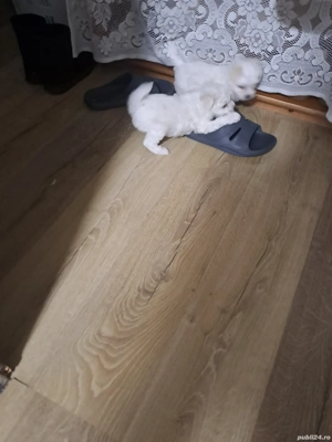 vînd bishon maltez  - imagine 2 vînd bishon maltez  - imagine 2