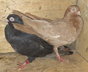 Vand porumbei galateni , pana simpla - imagine 3 Vand porumbei galateni , pana simpla - imagine 3