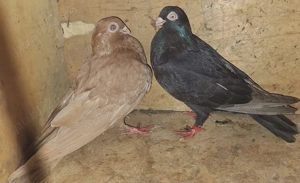 Vand porumbei galateni , pana simpla - imagine 5 Vand porumbei galateni , pana simpla - imagine 5