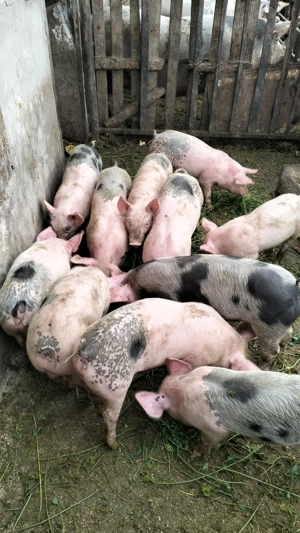 Vând purcei petrean de 10 săptămâni, preț negociabil 