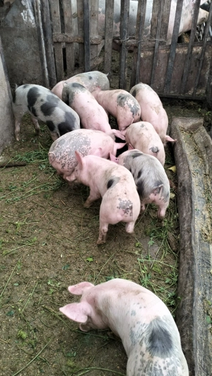 Vând purcei petrean de 11 săptămâni, preț negociabil  - imagine 3
